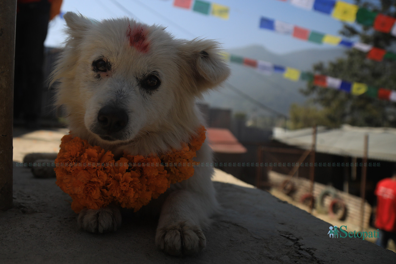 https://raracms.setopati.com/uploads/shares/2019/01/sujita/Kukur tihar  (1).jpg